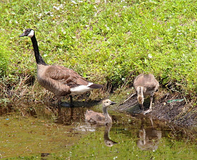 [One parent goose is standing in the water while one of her goslings swims and the other stands at the water's edge.]